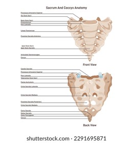 Sacrum and coccyx. Spinal bone structure. Inferior part of the spinal column where several vertebrae fused together and tailbone. Anterior and posterior view. Flat vector illustration