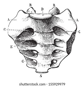 Sacrum an der Vorderseite gesehen, vintage gravierte Illustration. Übliches Medizin-Wörterbuch von Dr. Labarthe - 1885.