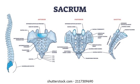 Sacrum as spinal bone structure anatomical description outline diagram. Labeled educational human backbone anatomy with anterior, posterior and sagittal view vector illustration. Low back section.