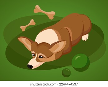 Sad corgi dog lying on the floor