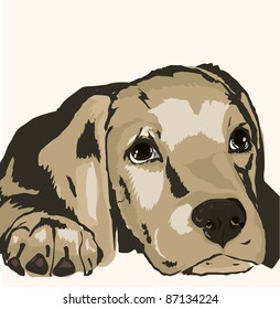sad dog