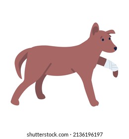 Sad dog with broken leg semi flat color vector character. Standing figure. Full body animal on white. Veterinarian visit simple cartoon style illustration for web graphic design and animation