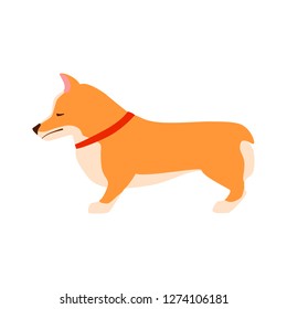 Sad dog. Welsh Corgi. Flat vector illustration.