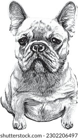 Sad french bulldog vector design