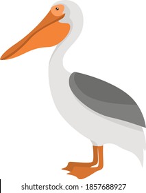 Sad pelican, illustration, vector on white background