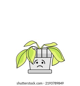 Sad wilted houseplant on white background