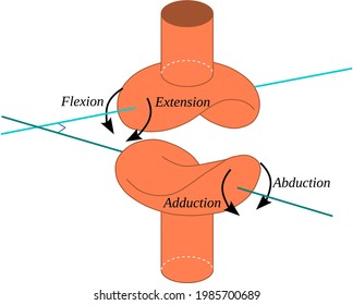 Saddle joint is a type of synovial joint that allow articulation by reciprocal reception