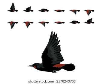 Saddleback Tieke Bird New Zealand Flying Animation Sequence Cartoon Vector