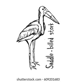 saddle-billed stork - vector illustration sketch hand drawn with black lines, isolated on white background