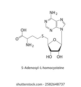 S-Adenosyl-L-homocysteine skeletal structure.Toxin compound schematic illustration. Simple diagram, chemical structure.