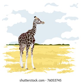 Safari
