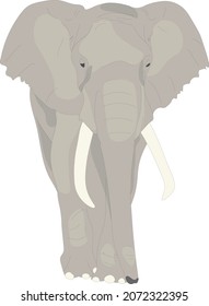 Safari animal clipart. 
Vector isolated elephant.
Hand drawn wildlife cutout.