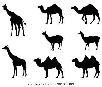 Safari animals, vector illustration
