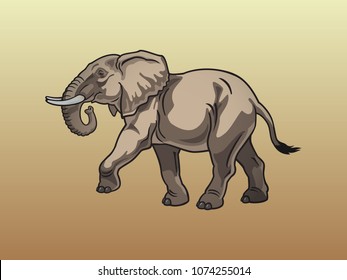 Safari elephant walking
