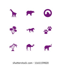 safari icon. 9 safari set with elephant, zoo, animal and animal prints vector icons for web and mobile app