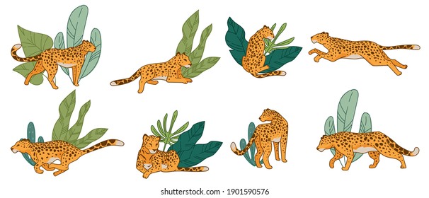 Safari mammal, isolated leopard or cheetah, panther exotic creature. Predator hunting and running, hiding by wide leaves and laying on ground. Carnivore feline cat animal, vector in flat style