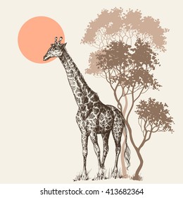 Safari sunset background, nature scenery, trees and giraffe