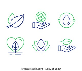 Safe planet, Mint leaves and Local grown line icons set. Cold-pressed oil, Organic tested and Leaf signs. Ecology, Mentha herbal, Organic tested. Bio ingredients. Nature set. Vector