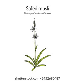 Safed Musli  (chlorophytum borivilianum), edible and medicinal plant. Hand drawn botanical vector illustration