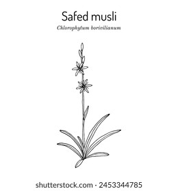 Safed Musli (chlorophytum borivilianum), edible and medicinal plant. Hand drawn botanical vector illustration