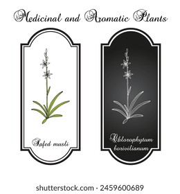 Safed Musli (chlorophytum borivilianum), edible and medicinal plant. Hand drawn botanical vector illustration