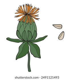 Safflower flower, American saffron, thistle vector illustration on isolated background. Botanical drawing branch of safflower plant with fruits, petals, grains. Natural dye, oil, cosmetic ingredient