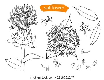 Safflower with leaves and seeds on white background.  Hand drawn black and white vector illustration, line art.
