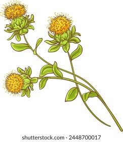 Safflower Plant Colored Detailed Illustration