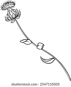 Safflower Plant with Flower Outline Illustration.