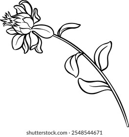 Safflower Plant with Flower Outline Illustration.