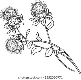 Safflower Plant with Flower Outline Illustration.