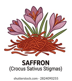 Saffron crocus botanical composition with purple flowers, roots and red spice stigmas.