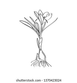 Saffron crocus flower or Botanica crocus vector black and white. Can be used for cards, invitations, banners, posters, print design