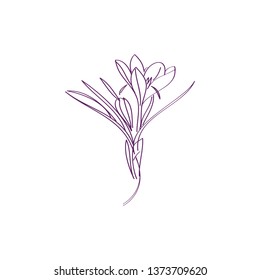 Flor de coco de azafrán o crocus botánico vectorial negro y blanco. Se puede utilizar para tarjetas, invitaciones, banners, carteles, diseño de impresión