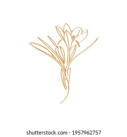 Saffron crocus flower or Botanica crocus vector pastel. Can be used for cards, invitations, banners, posters, print design