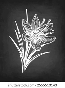 Saffron crocus flower. Chalk sketch on blackboard background. Hand drawn vector illustration. Vintage style.