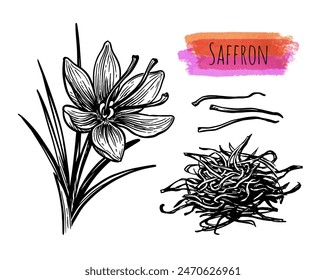 Saffron crocus flower and dried spice. Hand drawn ink sketch isolated. Vintage style.