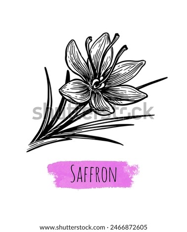 Saffron crocus flower. Hand drawn ink sketch isolated. Vintage style.