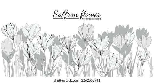 Saffron or crocus. Saffron flower illustration. Saffron flower isolated on background. Vector hand drawing wildflower for background