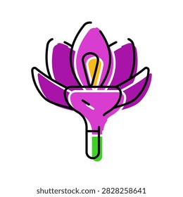 Saffron crocus flower presented as a colorful line drawing, depicting the edible plant and its valuable stigmas used as a culinary spice, coloring agent, and traditional medicine herb