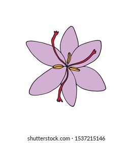 Saffron crocus flower (Crocus sativus). Hand drawn vector illustration in sketch style.  