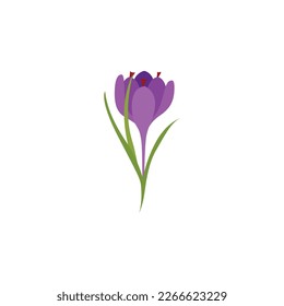 Saffron crocus flower. Crocus sativus. Saffron crocus flower. Crocus sativus. Healing Herbs for design natural cosmetics, aromatherapy, medicine. Vector illustration isolated on white background.