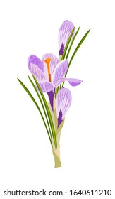 Saffron crocus flower. Crocus sativus. Vector illustration