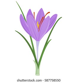 Saffron Crocus Flower. Crocus Sativus. Vector Illustration