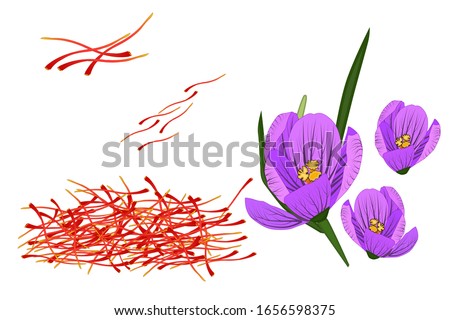 Saffron and crocus isolated on white background. Dried spice saffron threads. Crocus flower. Saffron flower. Crocus sativus. For packaging design, label, banner, poster, icon. Stock vector 