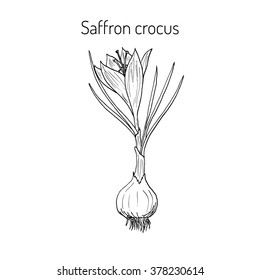 Saffron crocus - spring flower. Botanical hand-drawn vector illustration