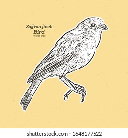 The saffron finch (Sicalis flaveola) is a tanager from South America, Hand draw sketch vector.