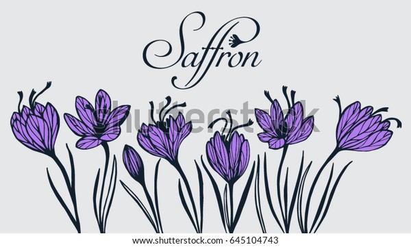 Saffron Flower Stock Vector (Royalty Free) 645104743