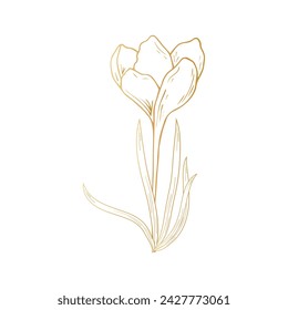 Saffron flower, crocus in golden color. Hand drawing. For postcards, invitations, it, printing, for your design.
