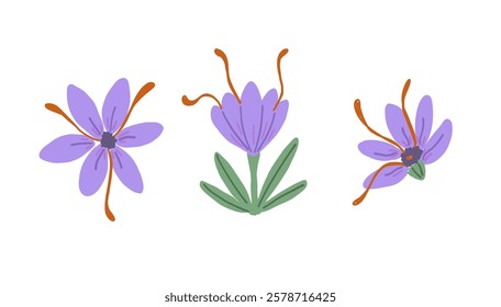 Saffron Flower Hand Drawn Illustration. Saffron pestles and violet crocus flowers.